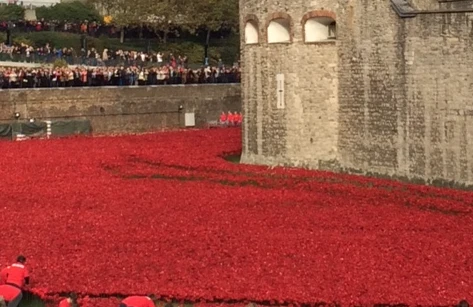 Poignant poppies : Nearly 900,000 ceramic poppies have been planted in the moat at the Tower of London